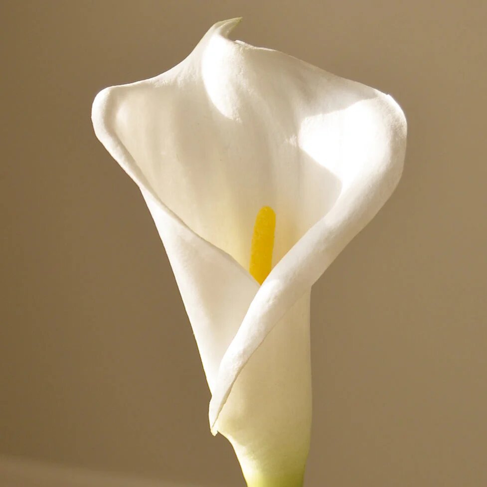 Kunstig Calla Liljeblomst - hvid